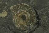 Dactylioceras Ammonite Cluster - Posidonia Shale, Germany #180329-2